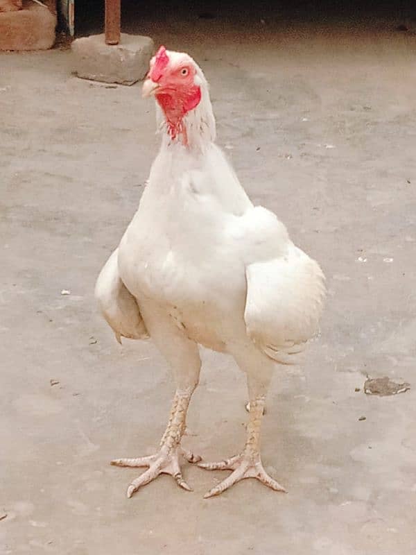 Pure Paper White |Heera Aseel |Breeder Hen 4