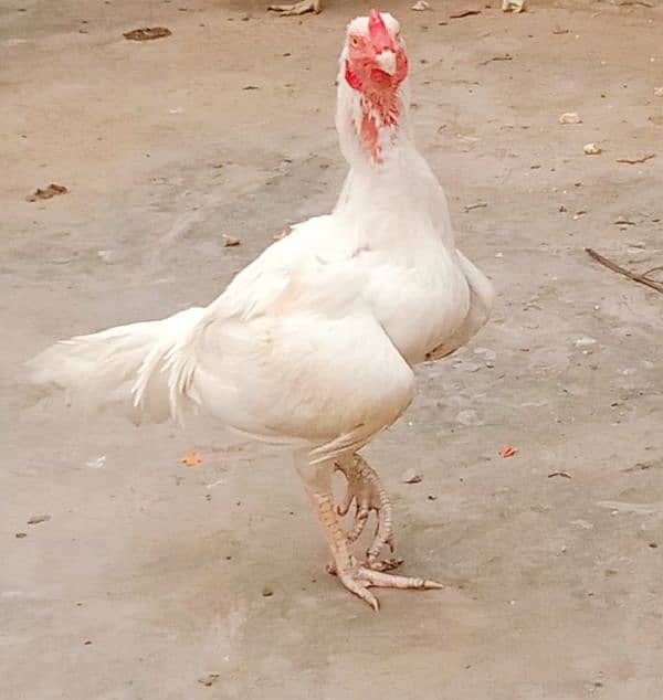 Pure Paper White |Heera Aseel |Breeder Hen 5