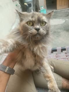 Female persian kitten