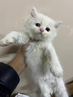 Persian kittens for sale