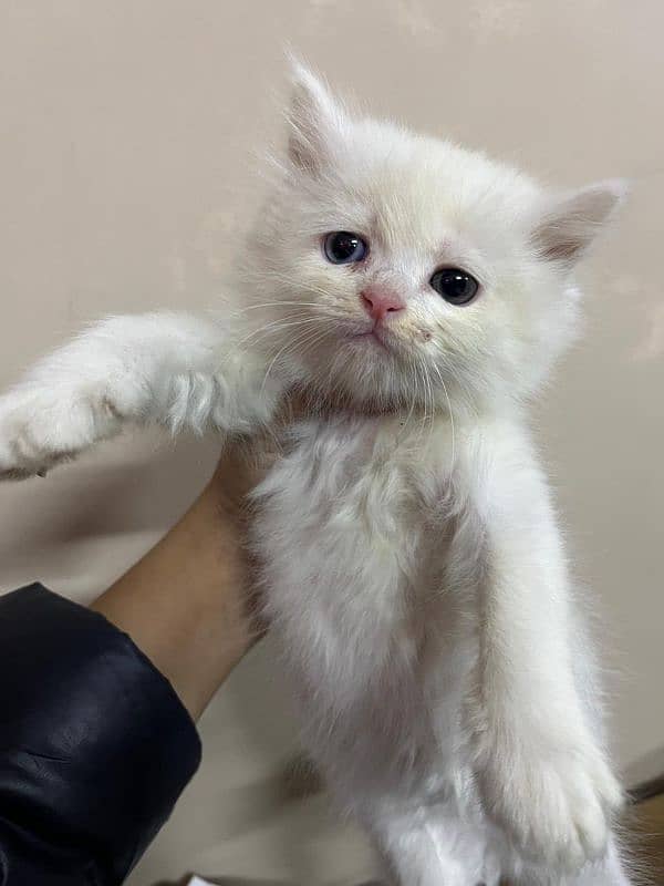 Persian kittens for sale 1