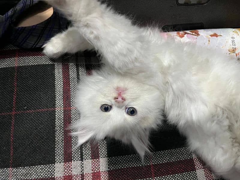 Persian kittens for sale 4