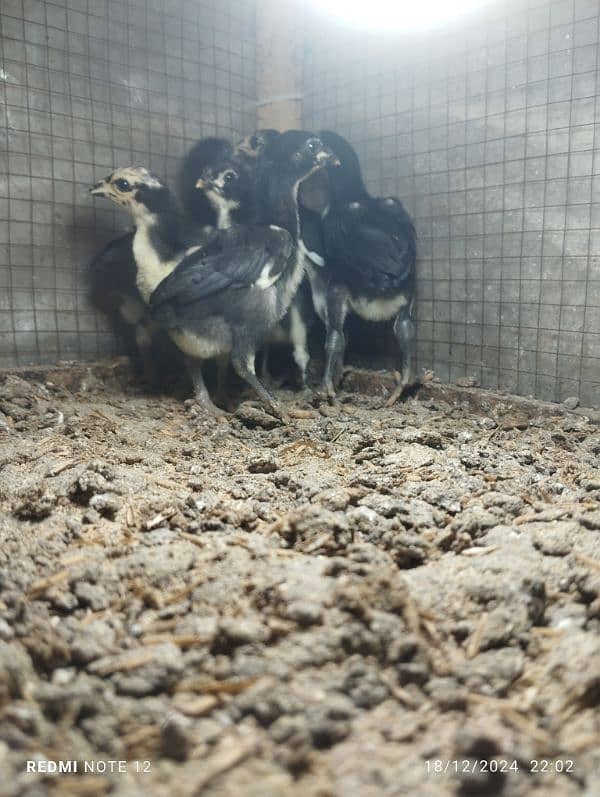 pure thai trad aseel chicks pair for sale 0