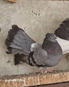 breeder indian fantail female