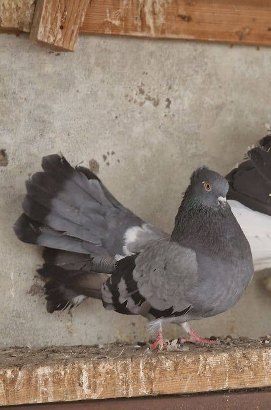 breeder indian fantail female 1