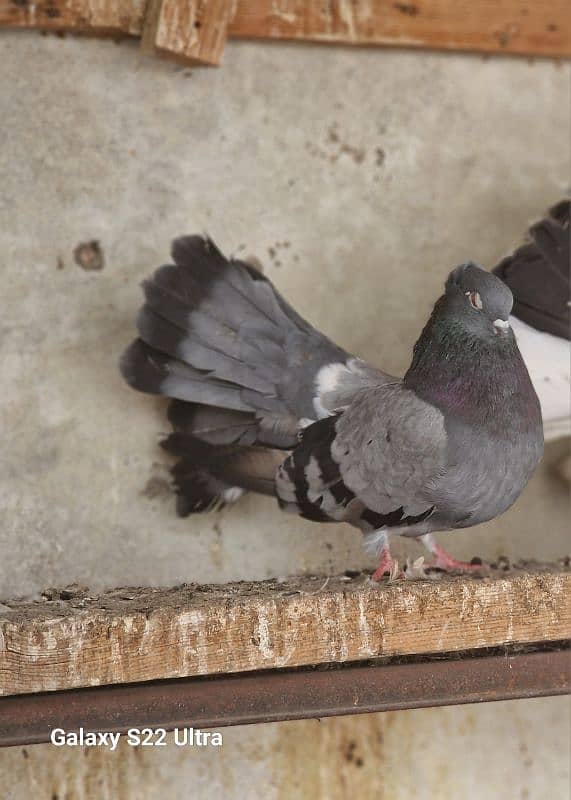 breeder indian fantail female 2