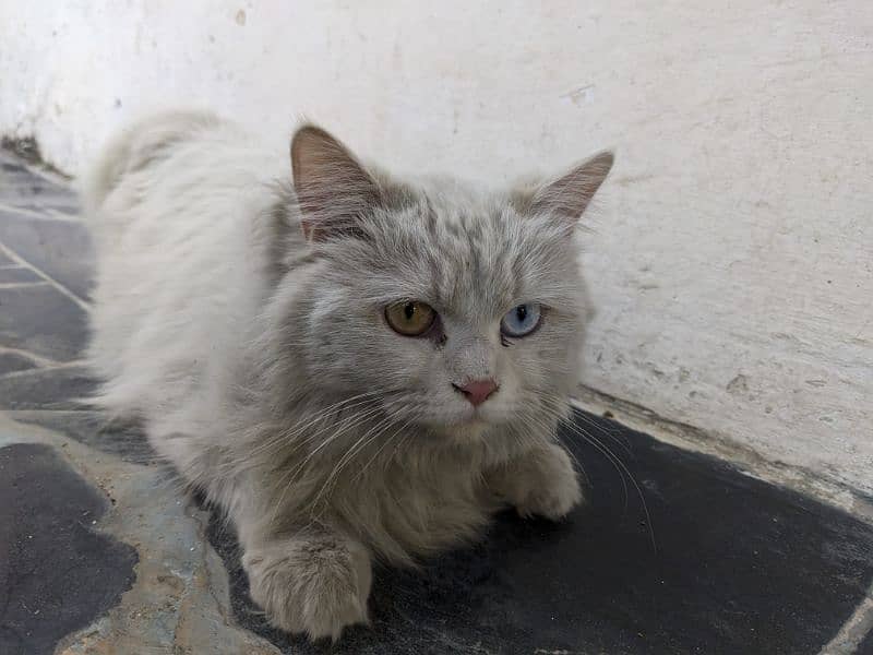 Persian cat 2