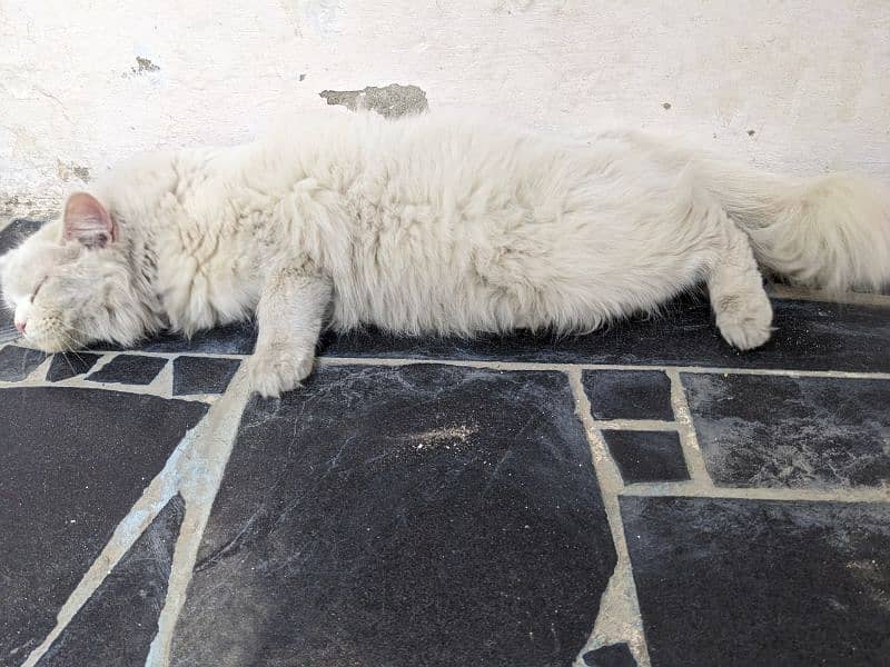 Persian cat 4