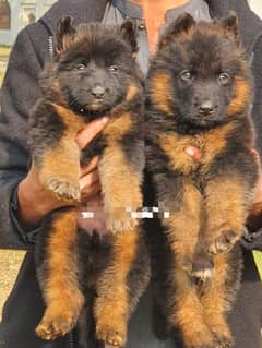 German shepherd puppies Whatsapp rabta 03269638716