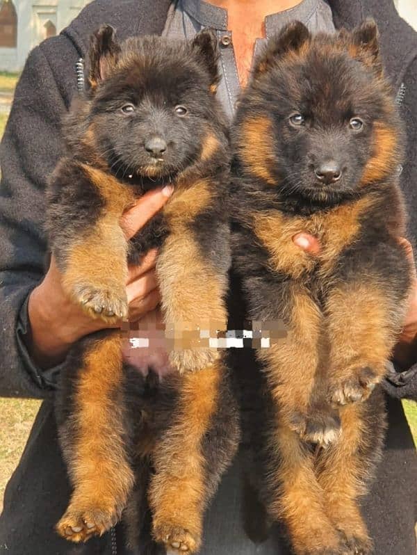 German shepherd puppies Whatsapp rabta 03269638716 0