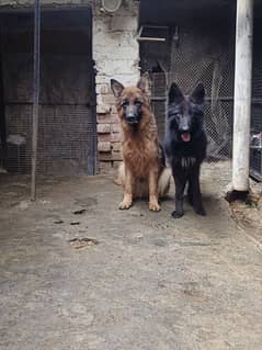 German Shepherd Long Cot Pair