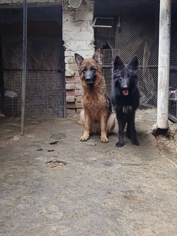 German Shepherd Long Cot Pair 0