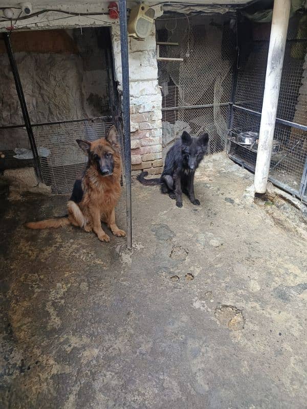 German Shepherd Long Cot Pair 1