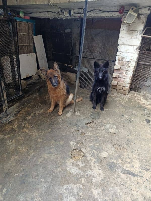 German Shepherd Long Cot Pair 3