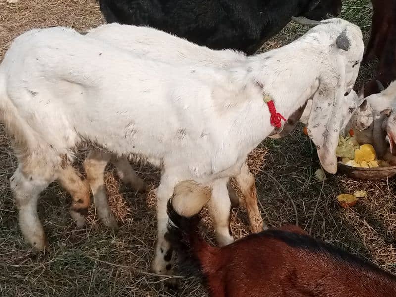 dasi Bakra 0