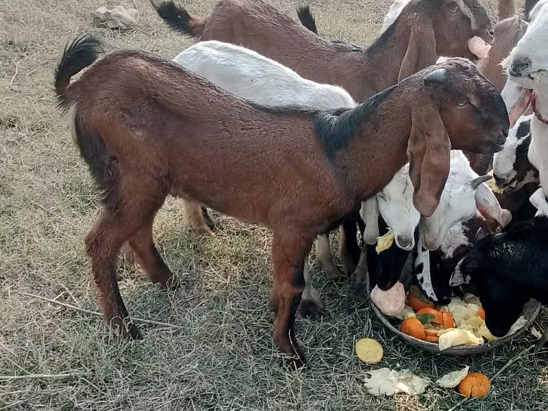 dasi Bakra 4