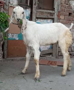 Desi Bakra