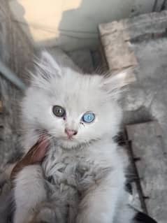 White Persian kitten