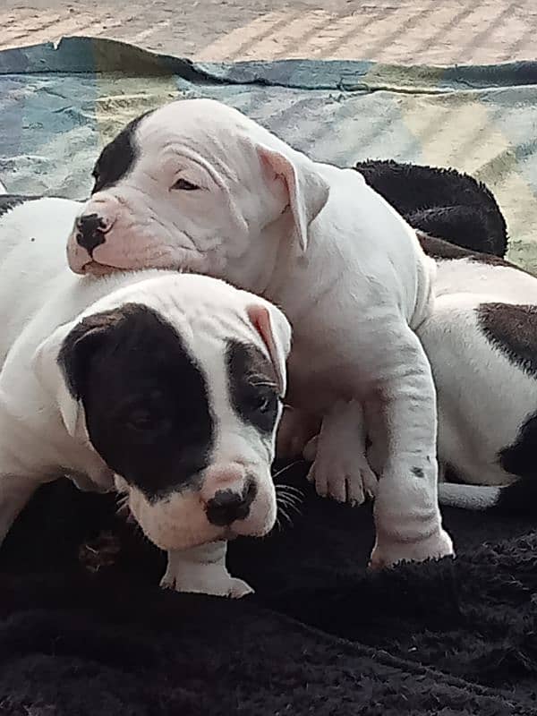 export quality Pakistani old bully  Dog puppies 1