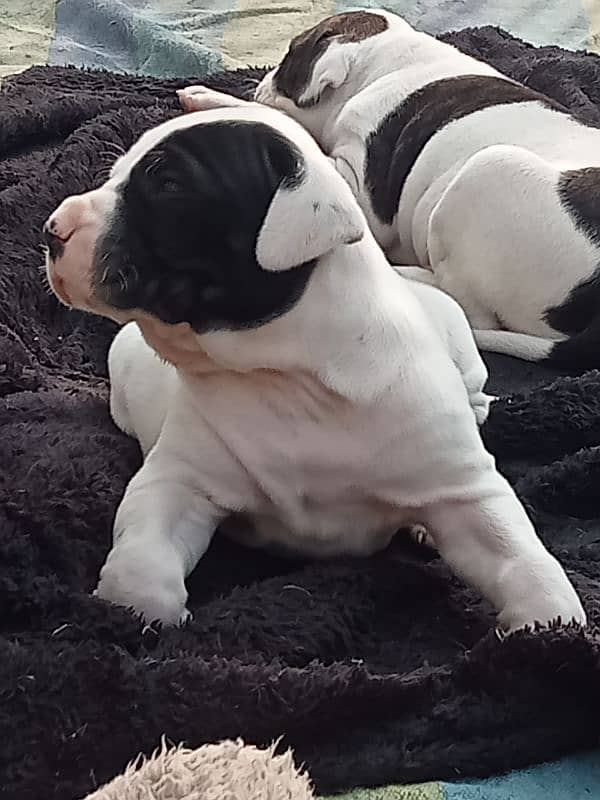 export quality Pakistani old bully  Dog puppies 2