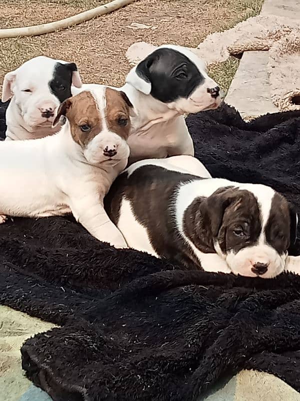 export quality Pakistani old bully  Dog puppies 11