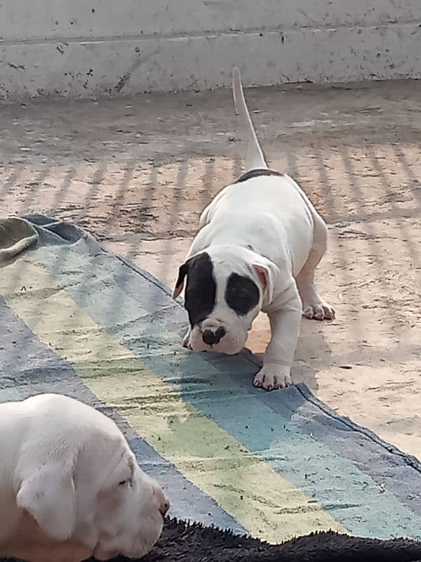 export quality Pakistani old bully  Dog puppies 12