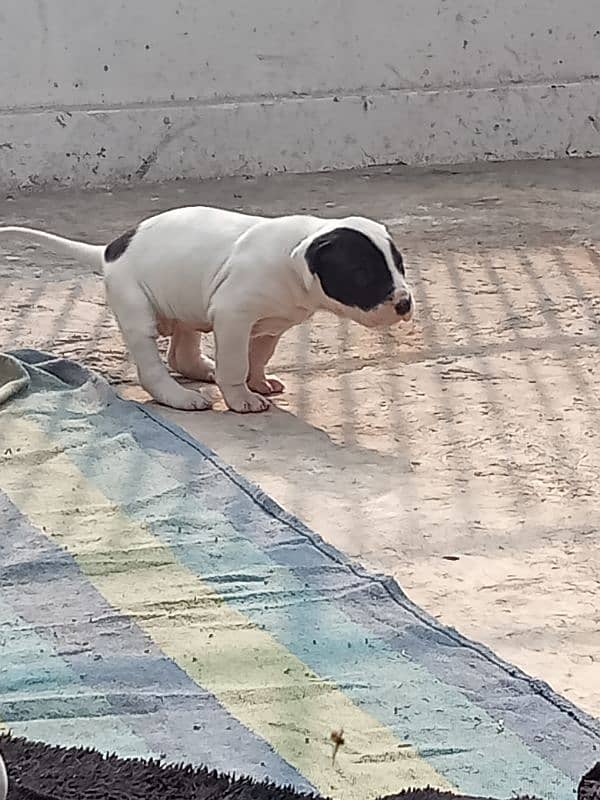 export quality Pakistani old bully  Dog puppies 13