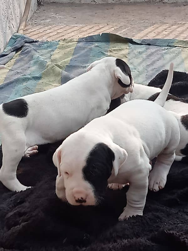 export quality Pakistani old bully  Dog puppies 15