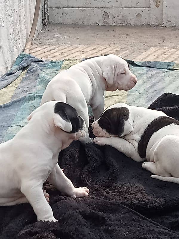 export quality Pakistani old bully  Dog puppies 16