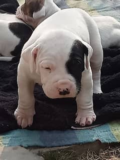 export quality Pakistani old bully  Dog male puppy