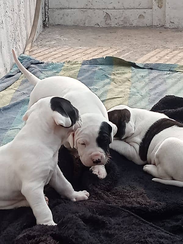 export quality Pakistani old bully  Dog puppies 17