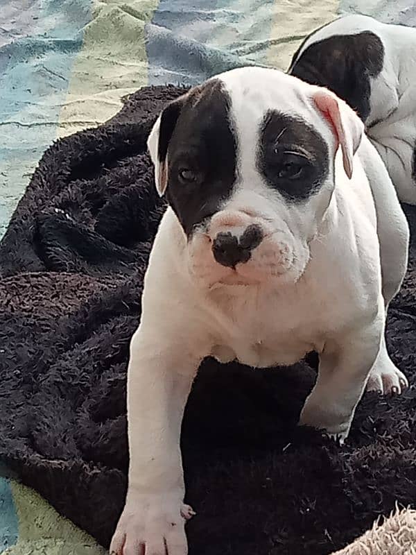 export quality Pakistani old bully  Dog puppies 18