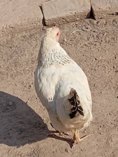 2 Misri Hens For sale