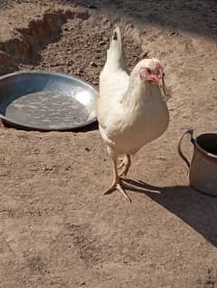 4 Misri Hens For sale