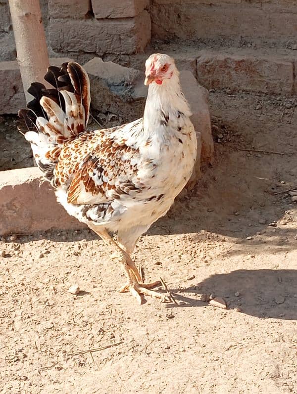 2 Misri Hens For sale 2