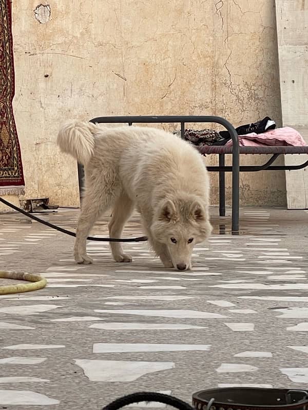 white husky for sale 0