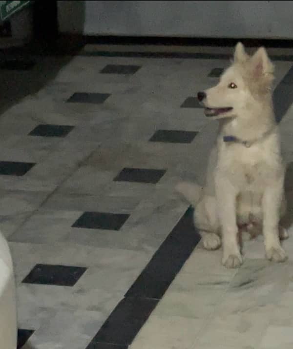 white husky for sale 4