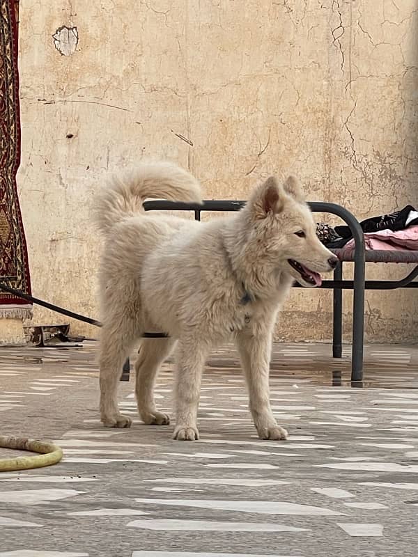 white husky for sale 8