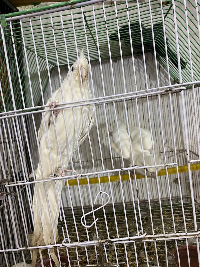 white cockatiel 0307-2822005 0