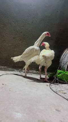 pair white heera shamo 7 month age