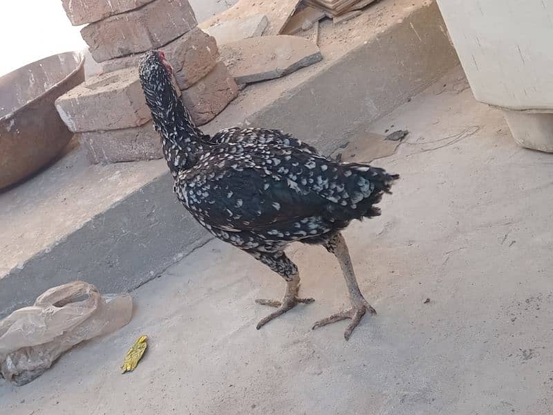 Aseel Murgi for sale | Pure Aseel murgi | Hen 0