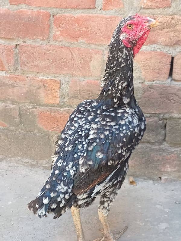 Aseel Murgi for sale | Pure Aseel murgi | Hen 1