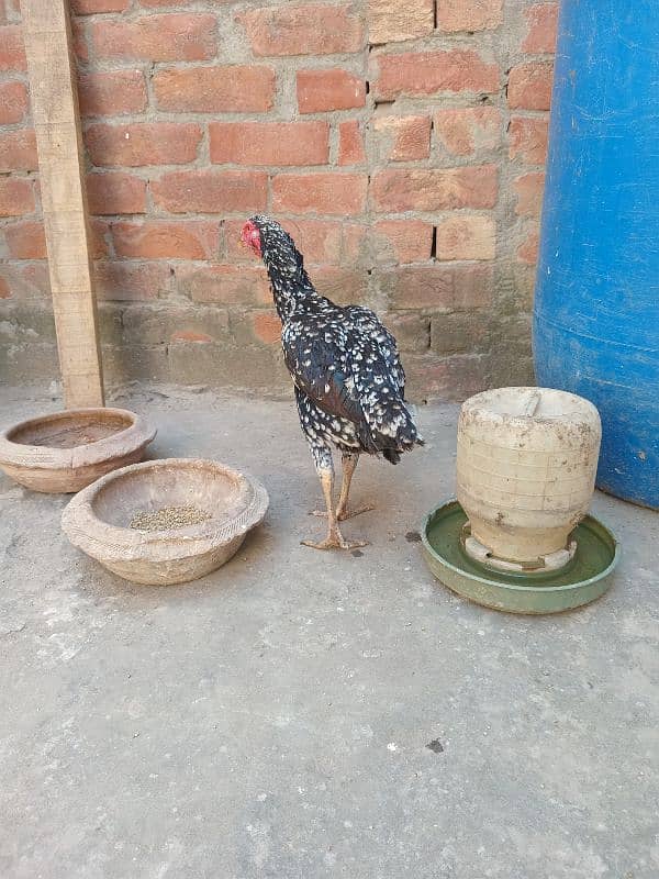 Aseel Murgi for sale | Pure Aseel murgi | Hen 2