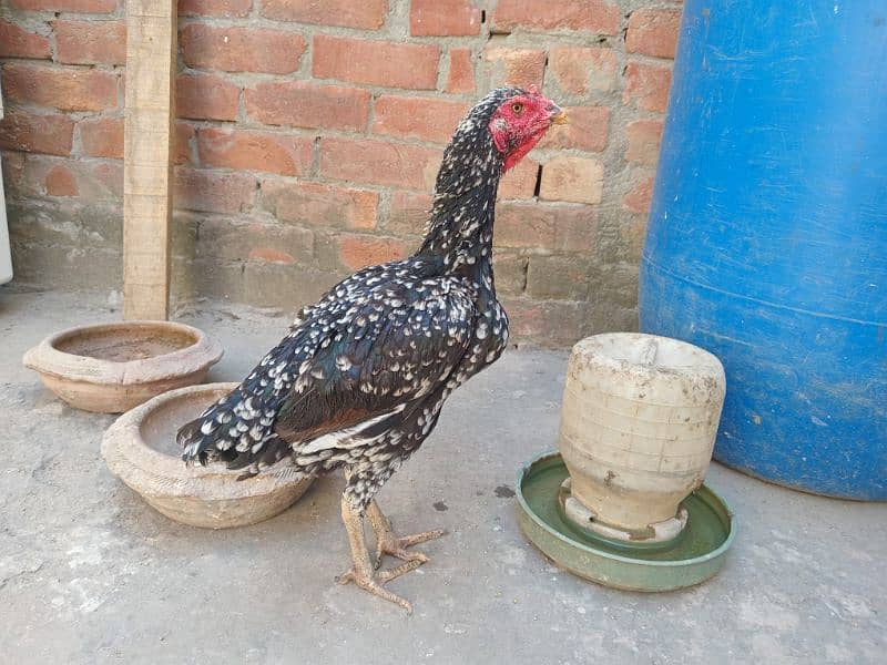 Aseel Murgi for sale | Pure Aseel murgi | Hen 3