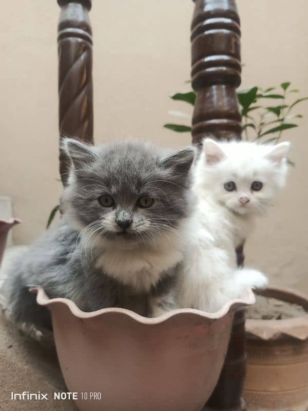 kittens for sale 2