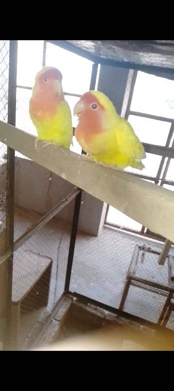 Love bird / Austrailian for Sale 0305/6353684___ 03159675527 1