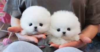 pomeranion puppy 03365993385