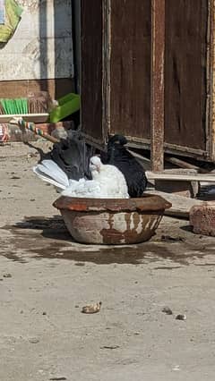 Lucky kabootar pair ,English black tail pigeon pair,Fancy piegeon