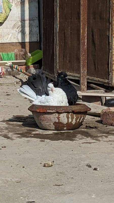 Lucky kabootar pair ,English black tail pigeon pair,Fancy piegeon 0