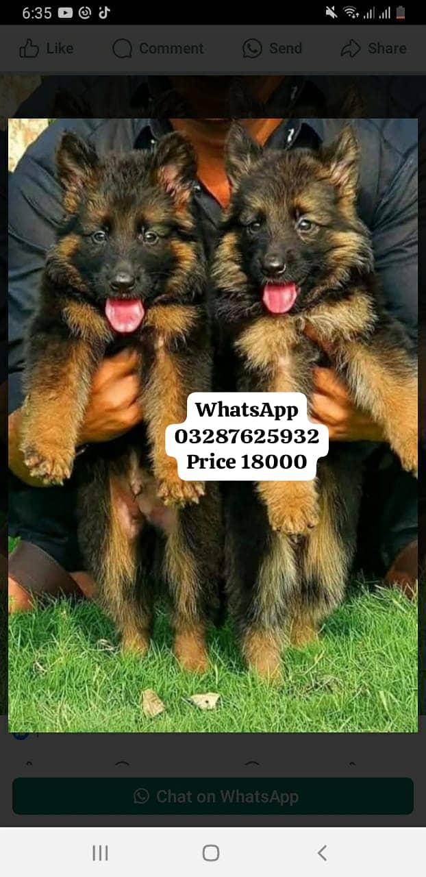 German Shepherd Puppy | Dog for sale | GSD | 03287625932 3